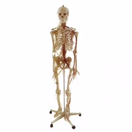 2022 Último estilo, venta al por mayor, alta calidad, decoración personalizada para el hogar de Halloween, dos esqueletos humanos con portavelas